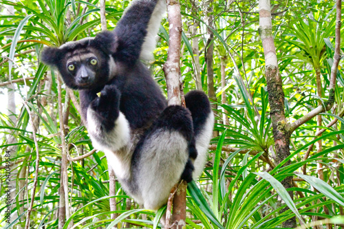 Beautiful image of the Indri lemur (Indri Indri) sitting on tree in Madagascar photo