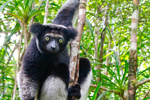 Beautiful image of the Indri lemur (Indri Indri) sitting on tree in Madagascar photo