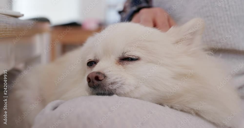 Pomeranian dog sleep on woman legs Pomeranian dog sleep on woman legs