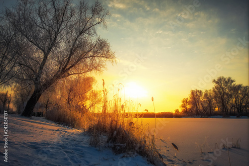 Beautiful winter landscape. The branches of the trees are covered with hoarfrost. Foggy morning sunrise. Colorful evening, bright sunshine over a river or lake.