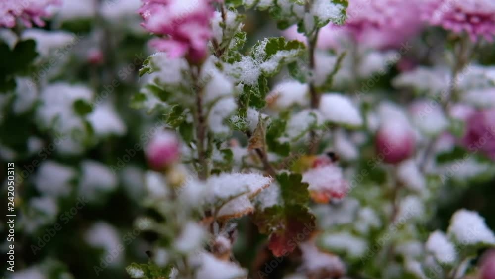 Pink chrysanthemum flowers with green leaves under the snow. The first snow, autumn, spring, early winter. Slow Motion. Pink chrysanthemum flowers with green leaves under the snow. The first snow, autumn, spring, early winter. Slow Motion.