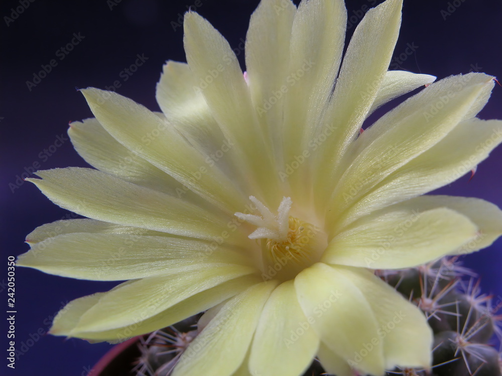 Fototapeta premium Yellow mini cactus flower, blossoming, macro photography