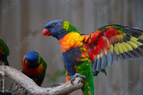 Fotografie rainbow lorikeet fighting open wing