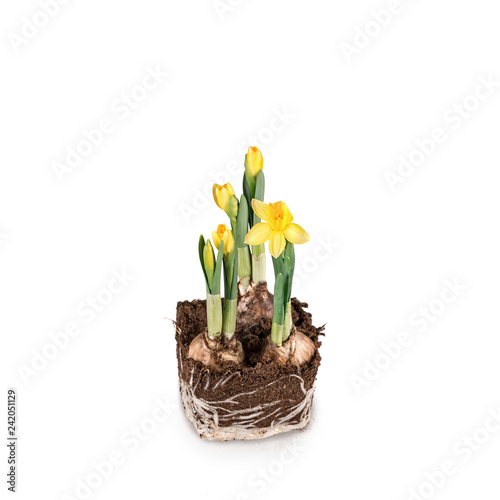 Fototapeta Naklejka Na Ścianę i Meble -  Narcissus flower with roots and soil isolated on white background with garden tools