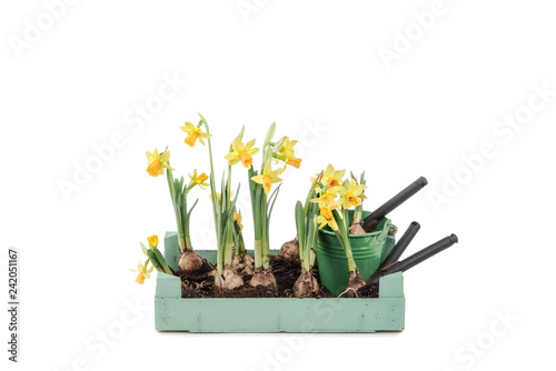 Fototapeta Naklejka Na Ścianę i Meble -  Narcissus flower in a pot isolated on white background with garden tools