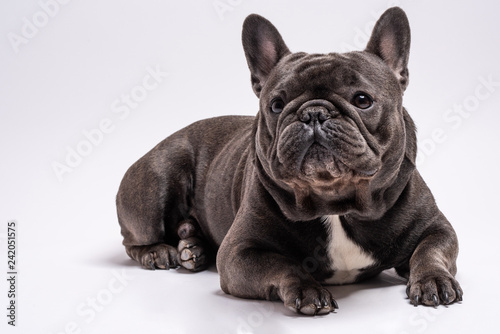 Close up of adorable french bulldog gray color. Studio shot isolated against white background. Copy space available for commercial and advertisement