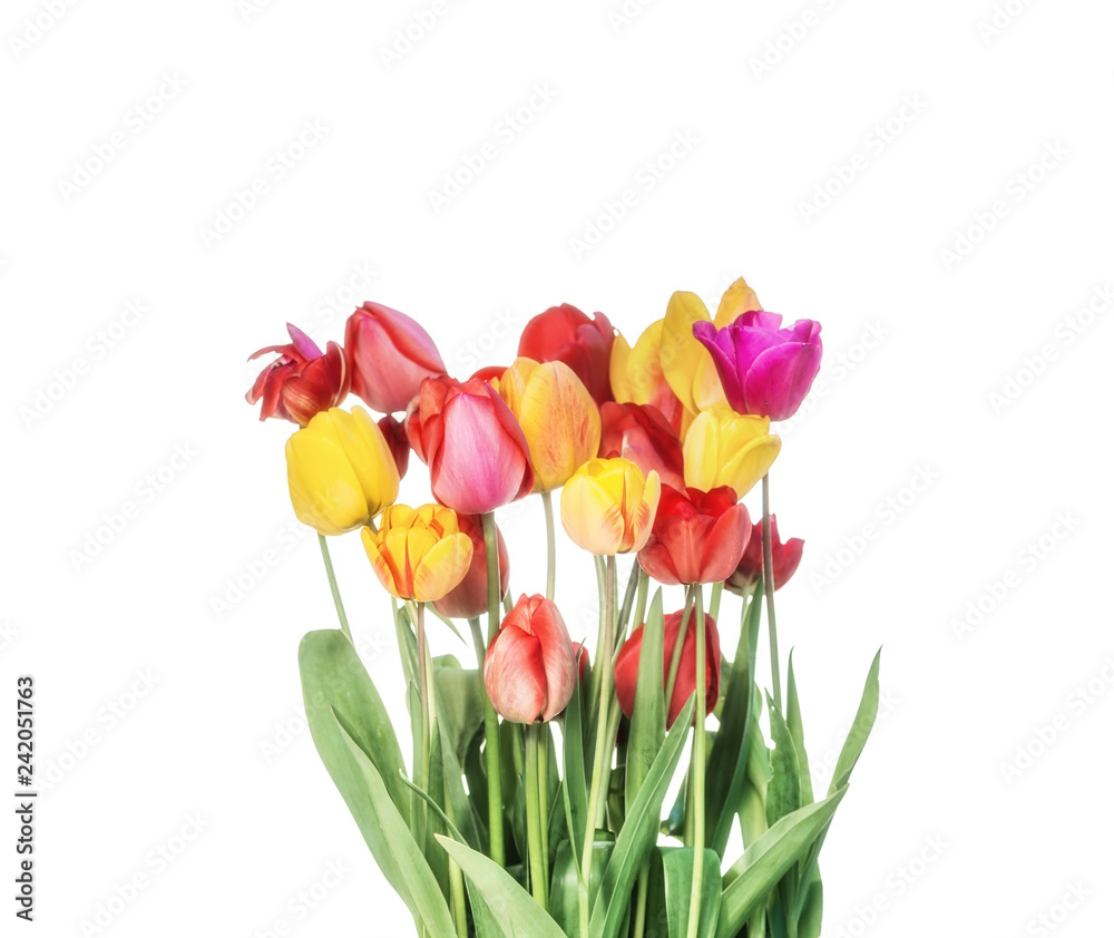 Bouquet of tulips isolated on white background