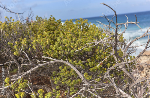 Detail of coastal vegetation photo