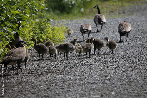 Geese