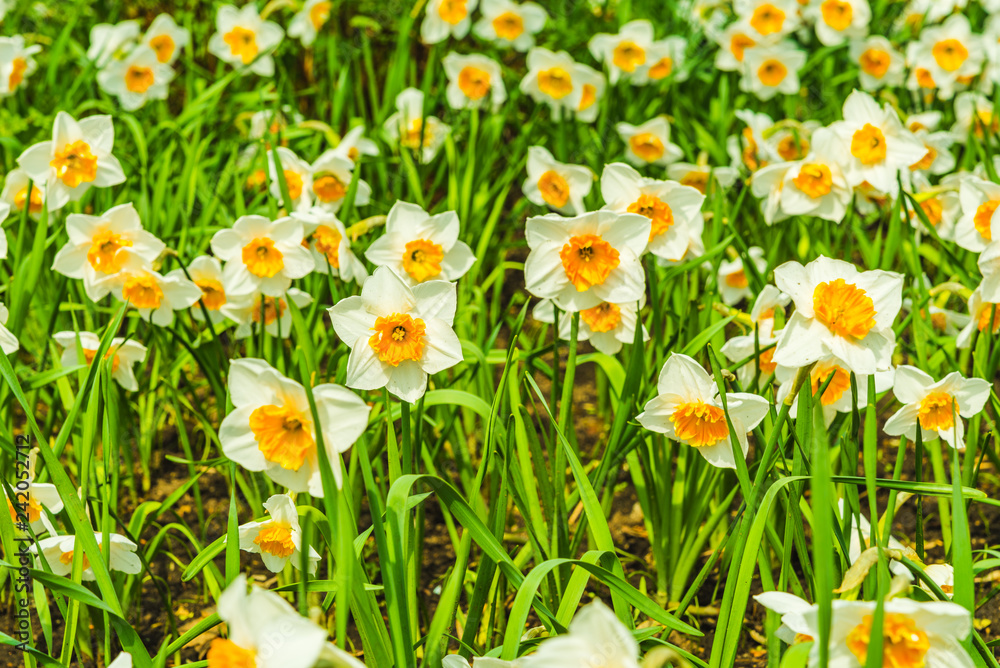 Field of white spring daffodils in the garden close up Field of white spring daffodils in the garden close up