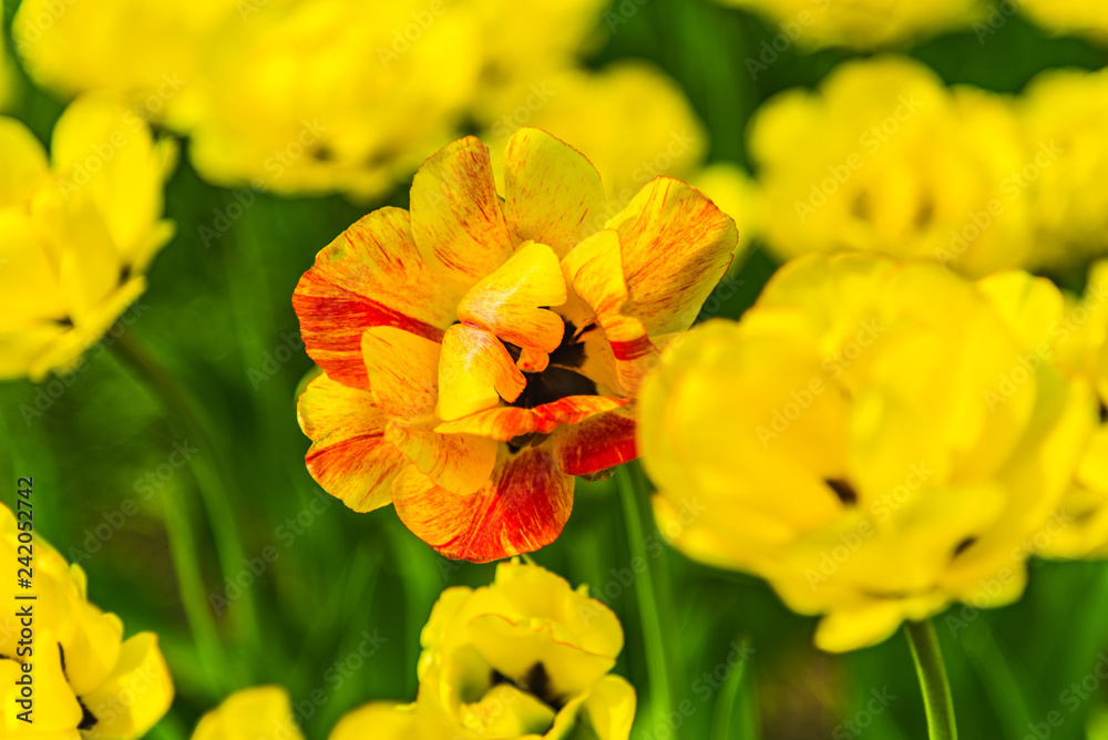 Orange and yellow tulips on a field close up, macro, spring background Orange and yellow tulips on a field close up, macro, spring background