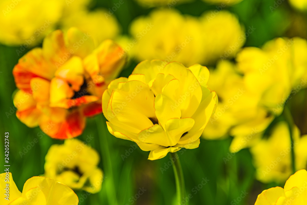 Orange and yellow tulips on a field close up, macro, spring background Orange and yellow tulips on a field close up, macro, spring background