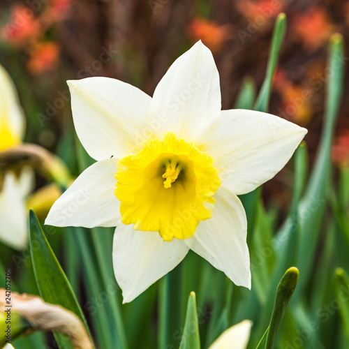 Fototapeta Naklejka Na Ścianę i Meble -  White spring daffodil in the garden, narcissus, close up, macro
