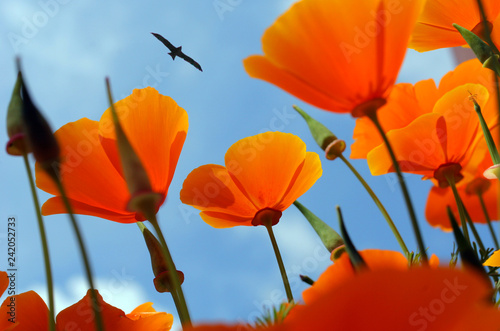 orange flowers on background of blue sky  bird flying