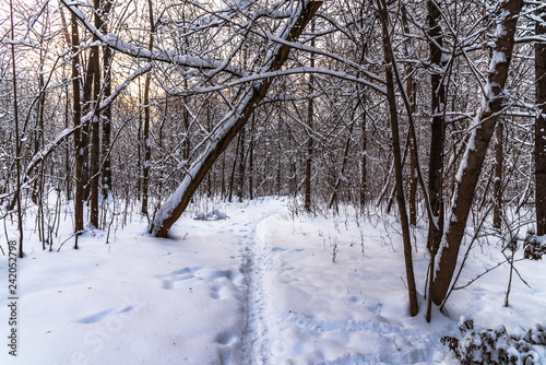 Beautiful winter woodland landscape with fallen trees