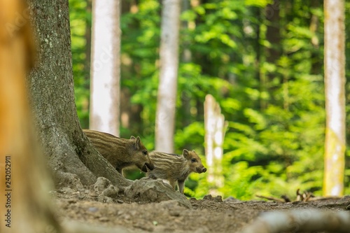 Two cute brown and yellow striped piglets of wild boar standing behind a tree  blurry green leaves in background  bright sunny summer day in a forest