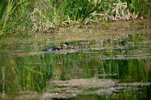 Ducks