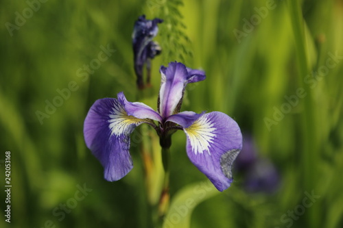 Iris