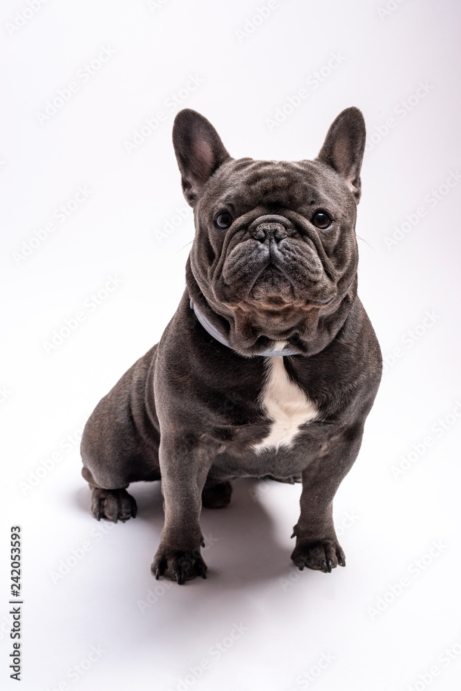 Portrait of a sitting looking alert french bulldog canine. Studio shot isolated against white background. Copy space available for commercial and advertisement