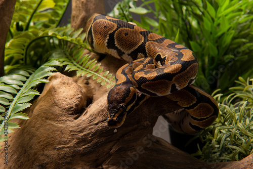 ball python snake