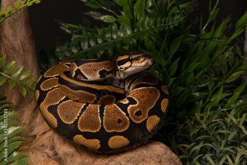 ball python snake