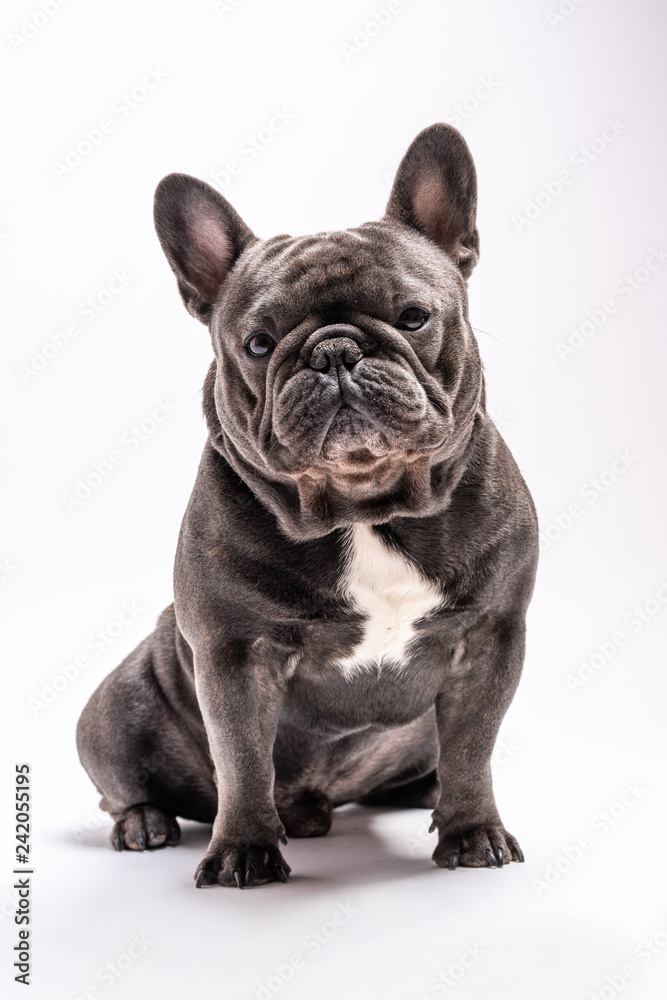 Cute wrinkled french bulldog portrait shot isolated looking straight to the camera. Copy space available for commercial and advertisement Cute wrinkled french bulldog portrait shot isolated looking straight to the camera. Copy space available for commercial and advertisement