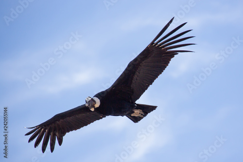 Andean Condor © Madeline