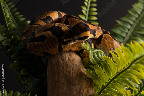 ball python snake
