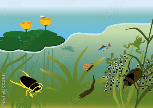 Pond with water plants and animals