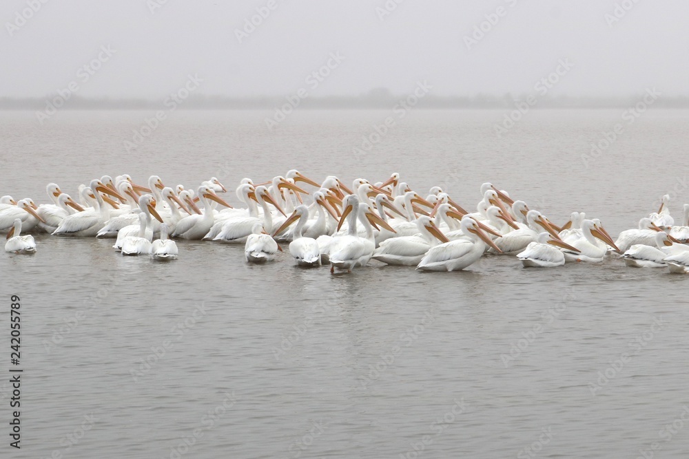 Fototapeta premium A flock of white american pelicans floating in the water on a cold winter day