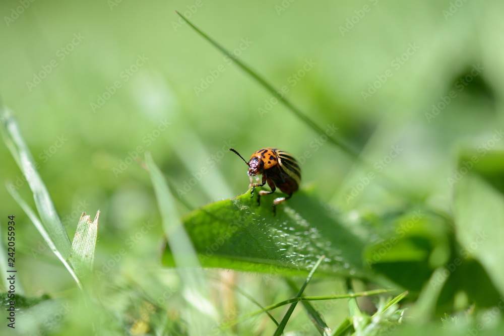 Makro Nahaufnahme von Käfer von vorne auf Blatt, Hintergrund grüne Wiese 