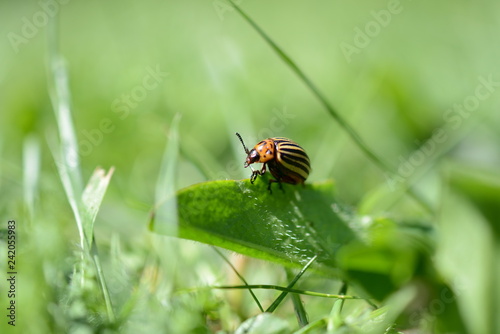 Makro Nahaufnahme eines Käfers vor grünem Hintergrund im Frühling, Grußkarte mit Insekt © Sven Böttcher