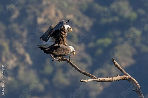 Bald eagle pair mating in the Los Angeles mountains