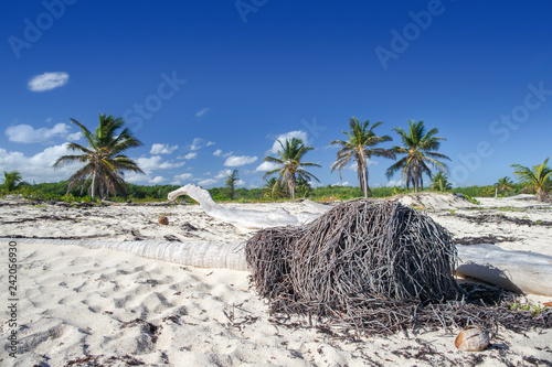 Landscape with palm trees and fallen trees on the sand photo