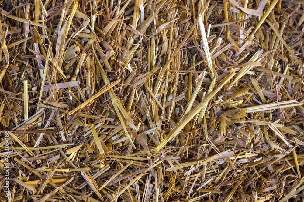 A stack of hay. Straw background. Dry grass. Livestock feed. Feed for ruminants and rabbits. Texture of hay Drying the crop. Rural theme. A stack of hay. Straw background. Dry grass. Livestock feed. Feed for ruminants and rabbits. Texture of hay Drying the crop. Rural theme.