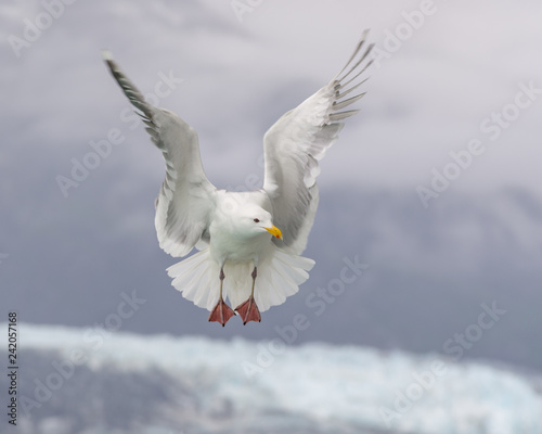 Seagulls flying in Glacier Bay Alaska