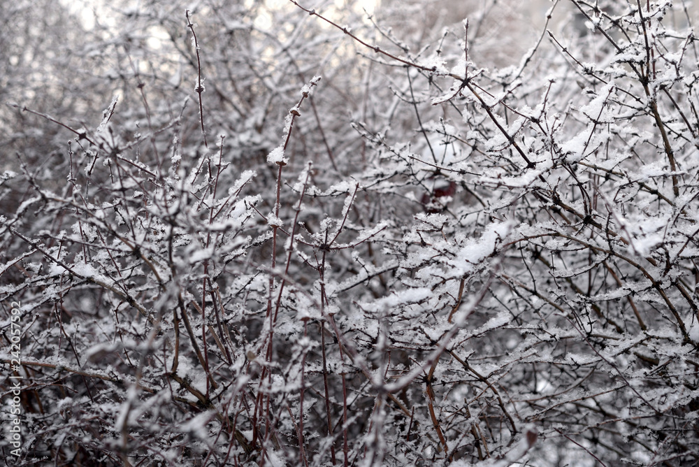The branches of the bush at winter. The branches of the bush at winter.