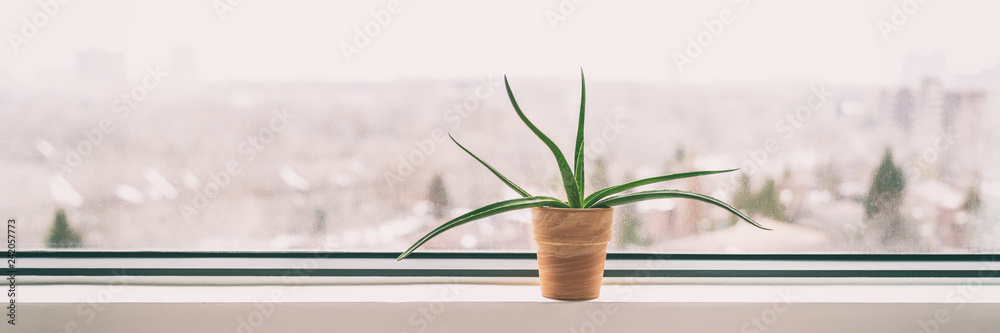 Plant at home window in winter - Air cleaning plant Aloe Vera to clean air  from toxic chemicals - natural purifier indoors in condo building. Banner  panorama. Stock Photo | Adobe Stock