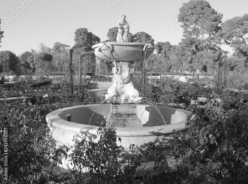 Ancient stone fountain, sprouting water from it, surrounded by greenery, outdoors. Black and white photo, taken with daylight.