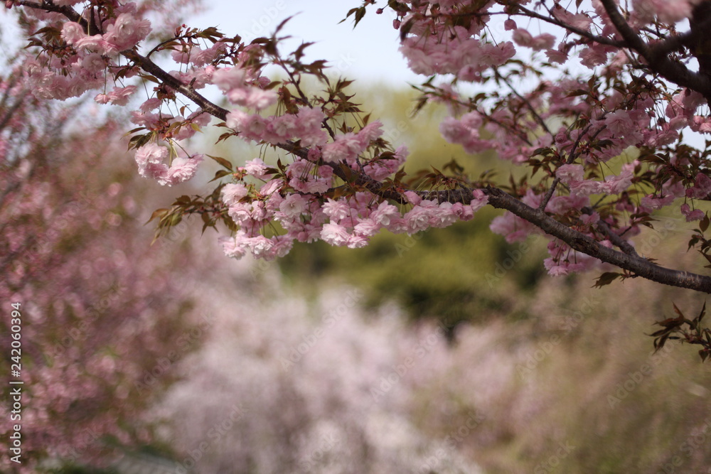 八重桜 八重桜