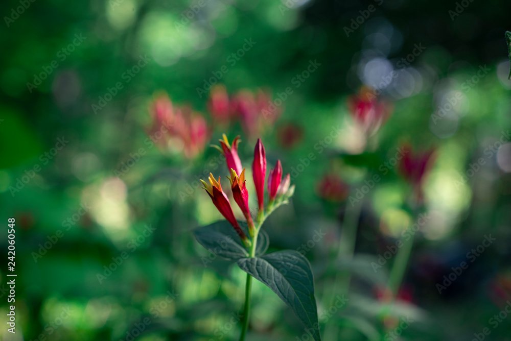 Obraz premium red spigelia flowers in the srpring