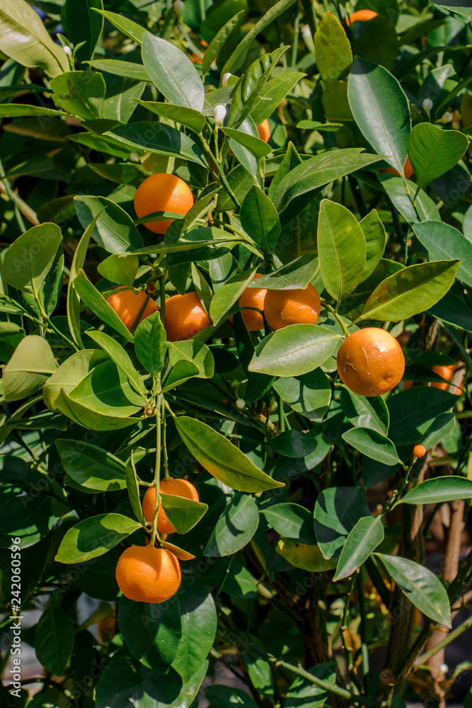 Orangenfrucht am Baum