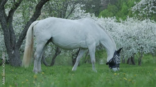 Horse grazing at blooming apple garden.