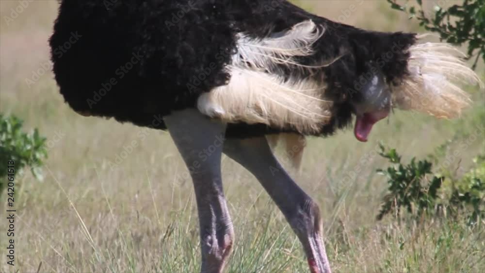 Ostrich Buttom body in Kenya