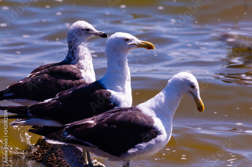 seagull on the beach