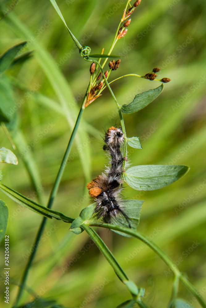 The caterpillar creeps on a grass The caterpillar creeps on a grass