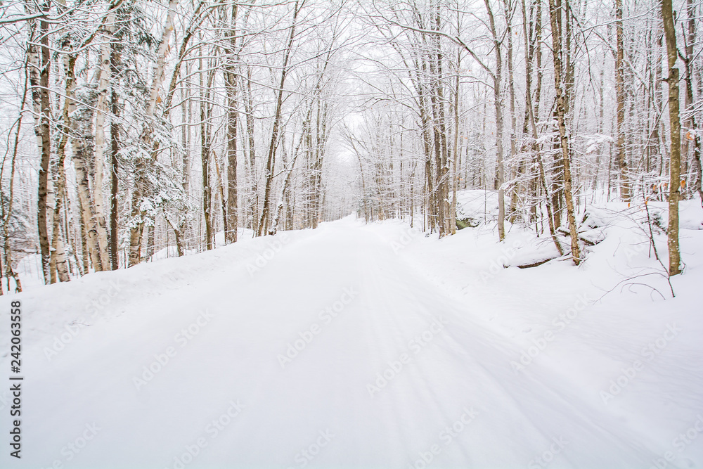 snowy road in winter forest snowy road in winter forest