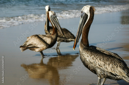 Pelicans on the beach