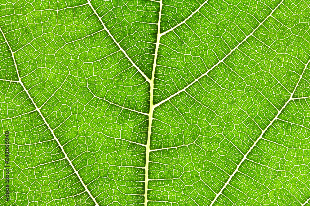 Close up the green leaf texture as green nature abstract background Close up the green leaf texture as green nature abstract background
