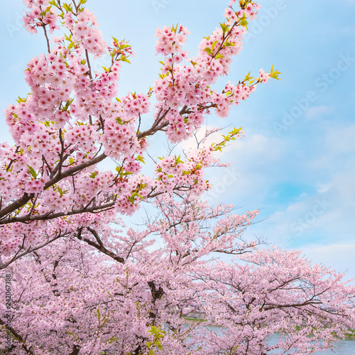 Full bloom sakura at Kitakami Tenshochi park in Japan photo